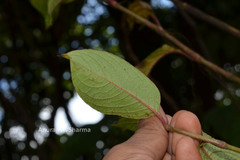 Persicaria chinensis